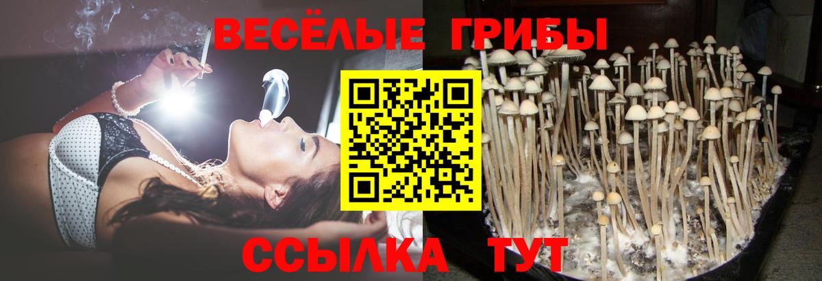 Псилоцибиновые грибы Psilocybe Зеленодольск